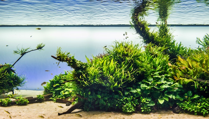 Underwater scene at Lisboa's Oceanário with aquatic plants and fish.