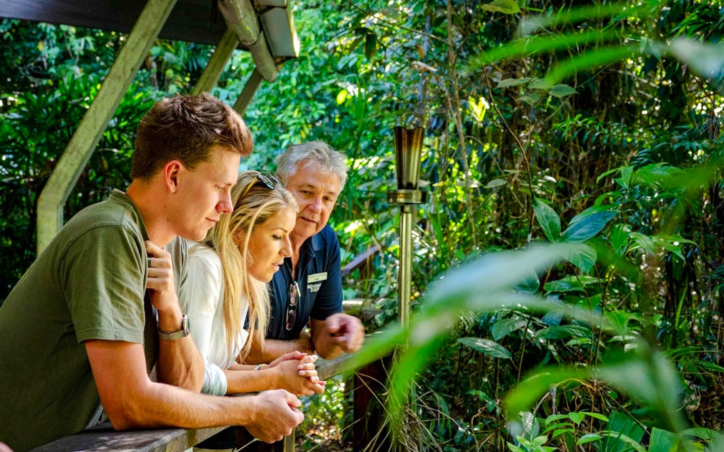 Guide explaining rainforest features to tourists at Daintree National Park.