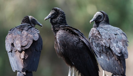 Black Vulture