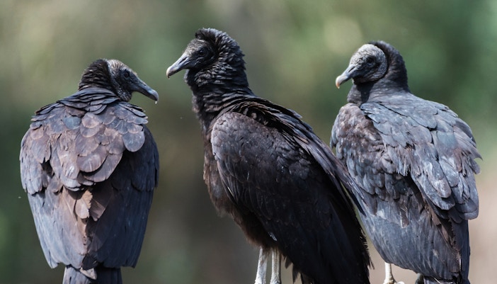 Black Vulture