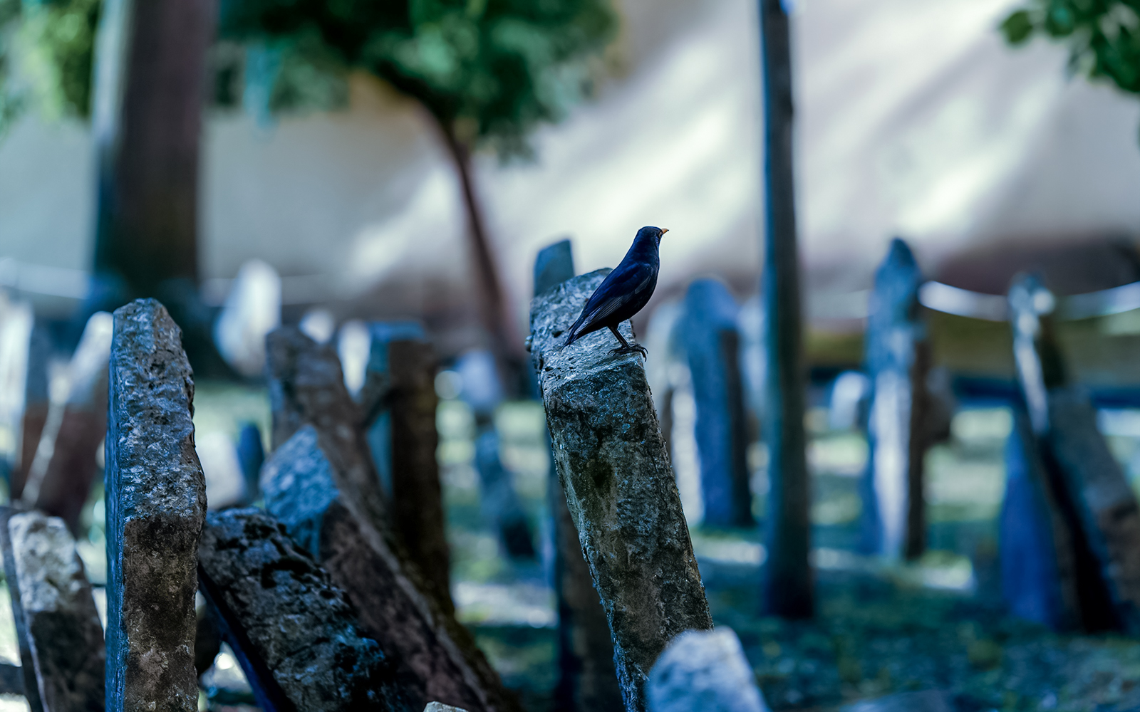Black bird perched on a headstone in a historic cemetery, showcasing serene atmosphere.