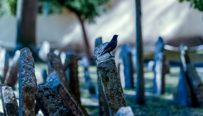 Black bird perched on a headstone in a historic cemetery, showcasing serene atmosphere.