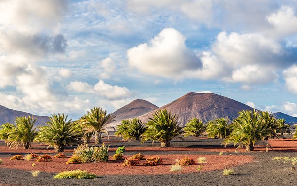 Palm trees and volcanic landscape at Timanfaya National Park, Lanzarote.