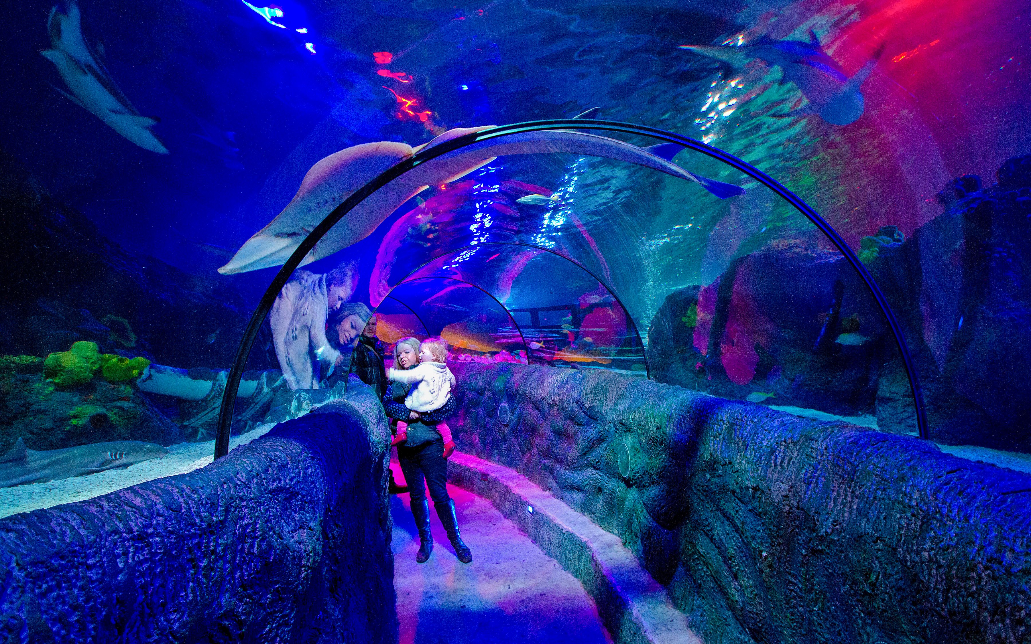 Visitors walking through the Ocean Tunnel at Sea Life Loch Lomond, surrounded by marine life.