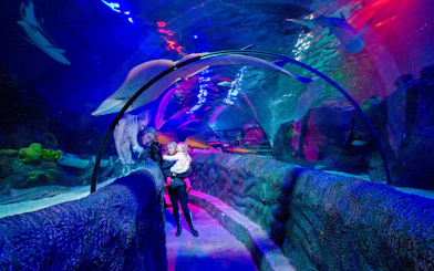Visitors walking through the Ocean Tunnel at Sea Life Loch Lomond, surrounded by marine life.