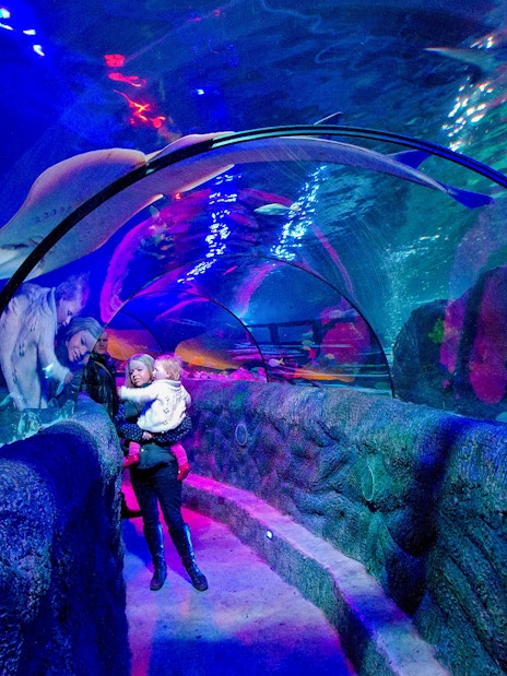 Visitors walking through the Ocean Tunnel at Sea Life Loch Lomond, surrounded by marine life.