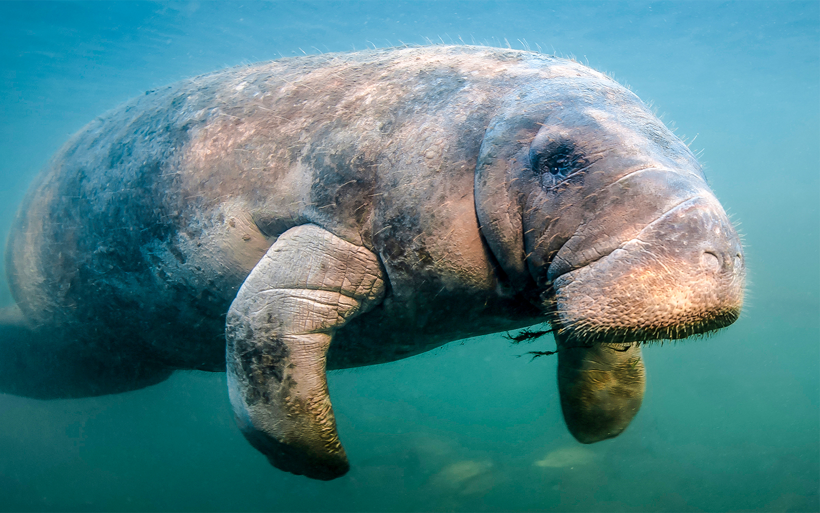 Genoa Aquarium - The Mermaid Lagoon