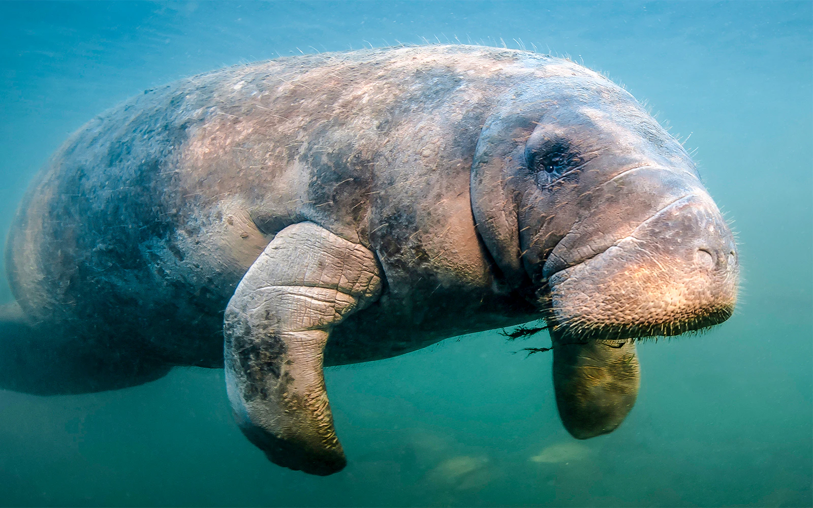 Image of a manatee in its habitat