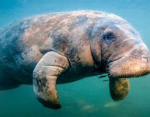 Genoa Aquarium - The Mermaid Lagoon