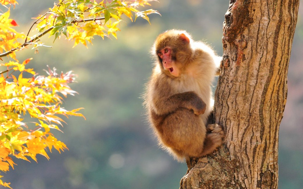 Snow monkey perched on a tree at Snow Monkey Park, Nagano, Japan.