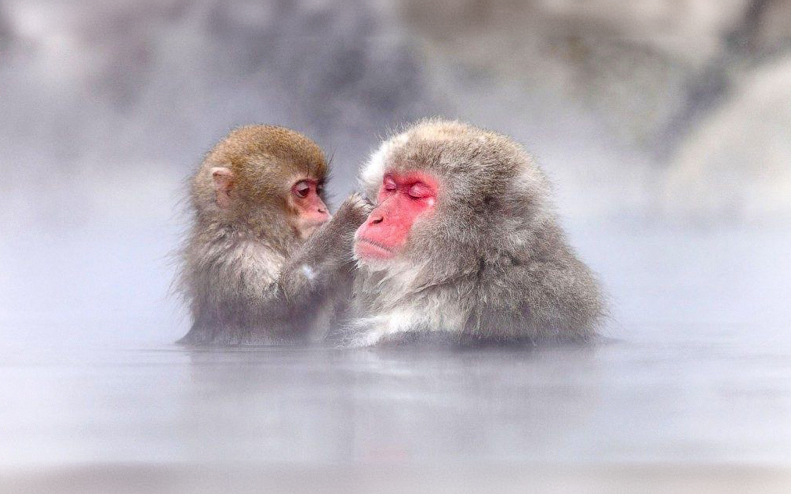 Snow monkeys bathing in hot spring at Jigokudani, Nagano.