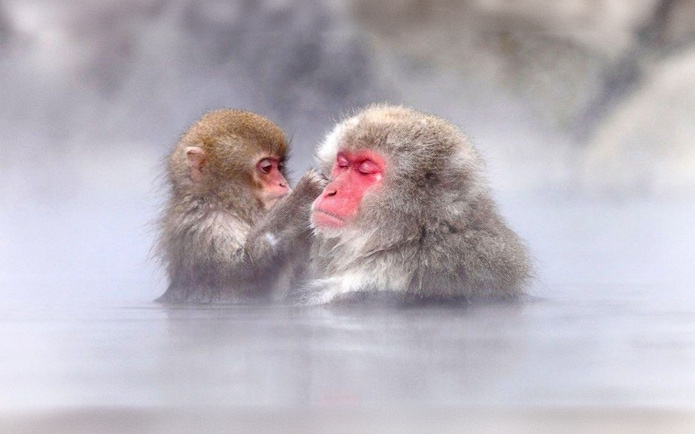 Snow monkeys bathing in hot spring at Jigokudani, Nagano.