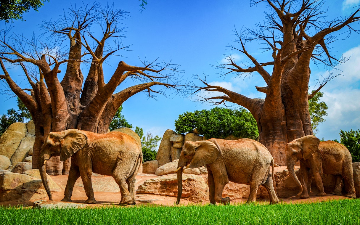 Elephants walking near baobab trees at Bioparc Valencia.