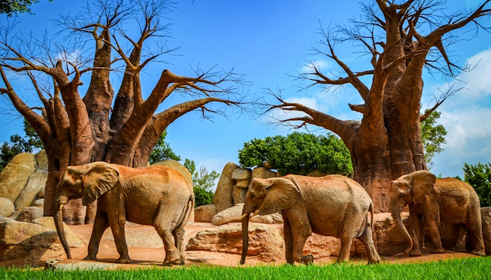 Elephants walking near baobab trees at Bioparc Valencia.