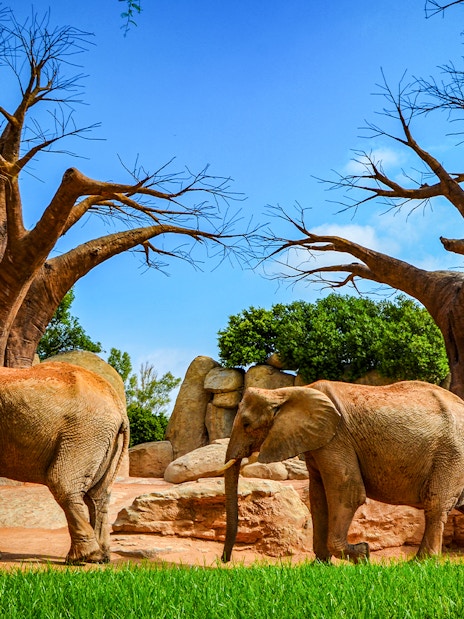 Elephants walking near baobab trees at Bioparc Valencia.