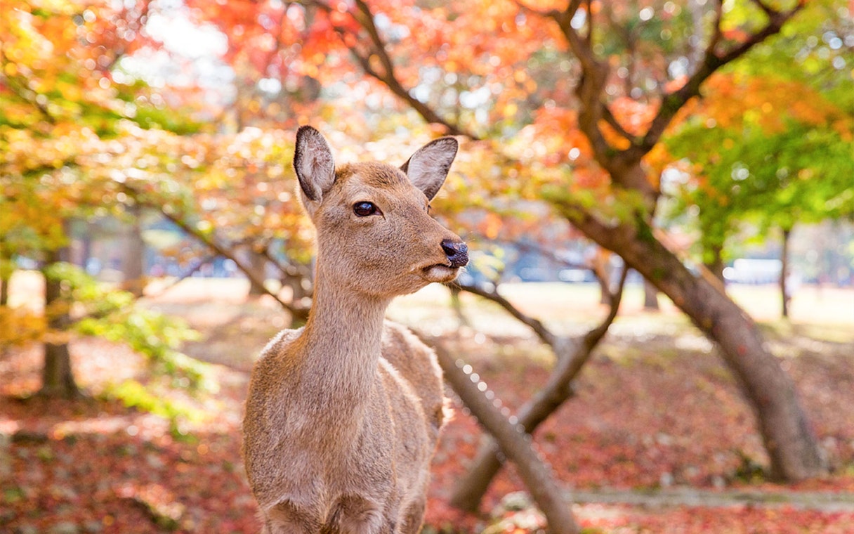 Deer in Nara Park during autumn, part of 1-Day Cultural & Historical Guided Tour of Kyoto and Nara.