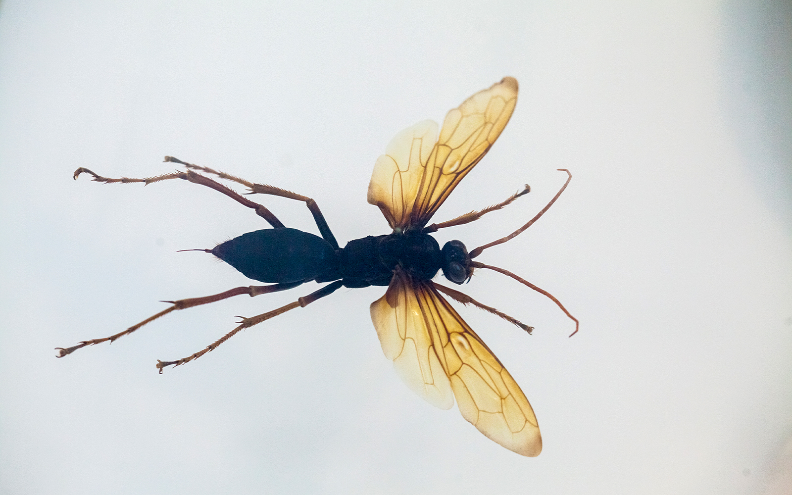 Insects display in the Cocoon section of the Natural History Museum, London.