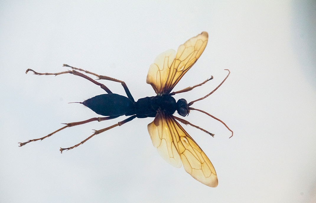 Insects display in the Cocoon section of the Natural History Museum, London.