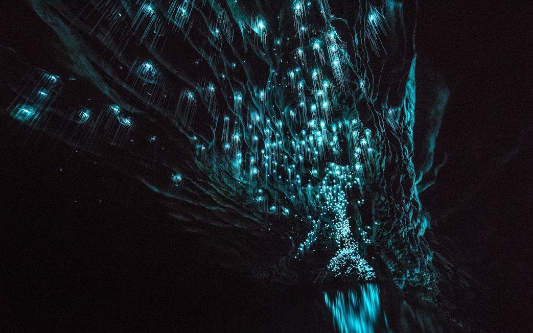 Glowworms illuminating the ceiling of Aranui Cave during a guided tour in New Zealand.