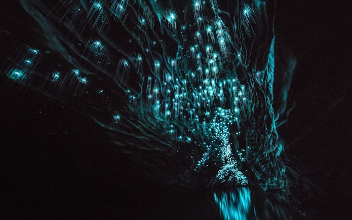 Glowworms illuminating the ceiling of Aranui Cave during a guided tour in New Zealand.