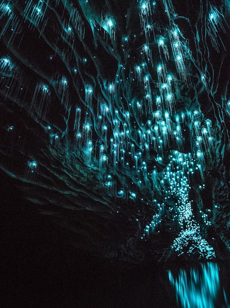 Glowworms illuminating the ceiling of Aranui Cave during a guided tour in New Zealand.