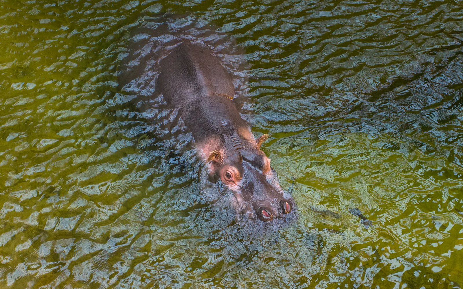 Hippo swimming in water at Wroclaw Zoo.