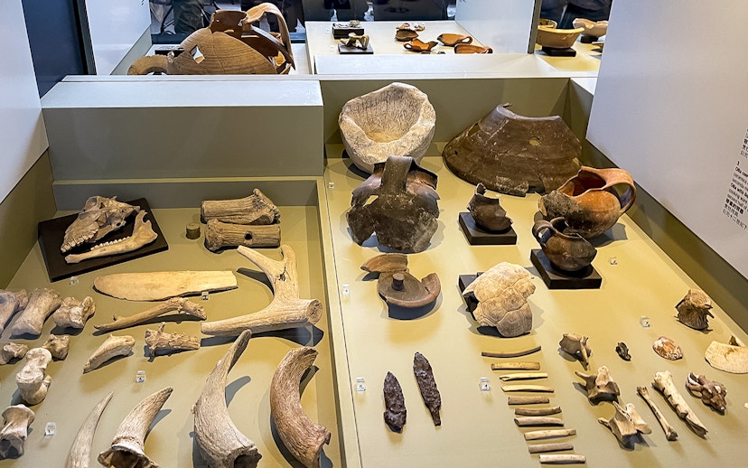 Colosseum Museum artefacts display with ancient pottery, bones, and tools.