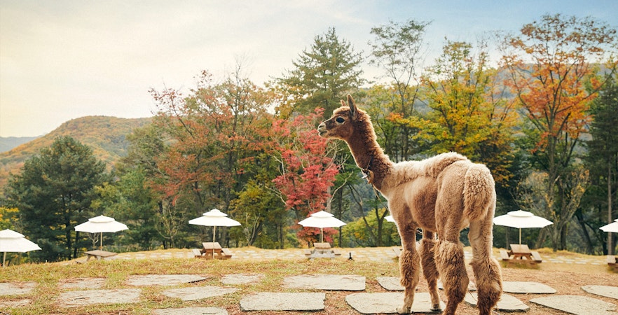 Alpaca World Tickets