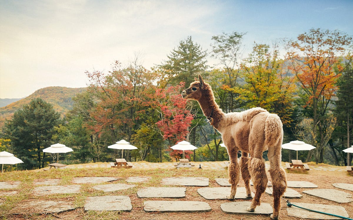 guided day tour of alpaca world and nami island with gangchon railbike ride-2 guided day tour of alpaca world and nami island with gangchon railbike ride-2