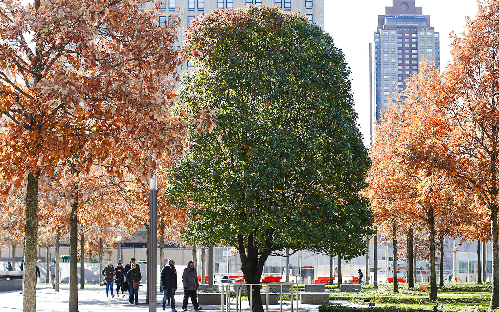Survivor Tree at the 9/11 Memorial in New York City with autumn foliage.