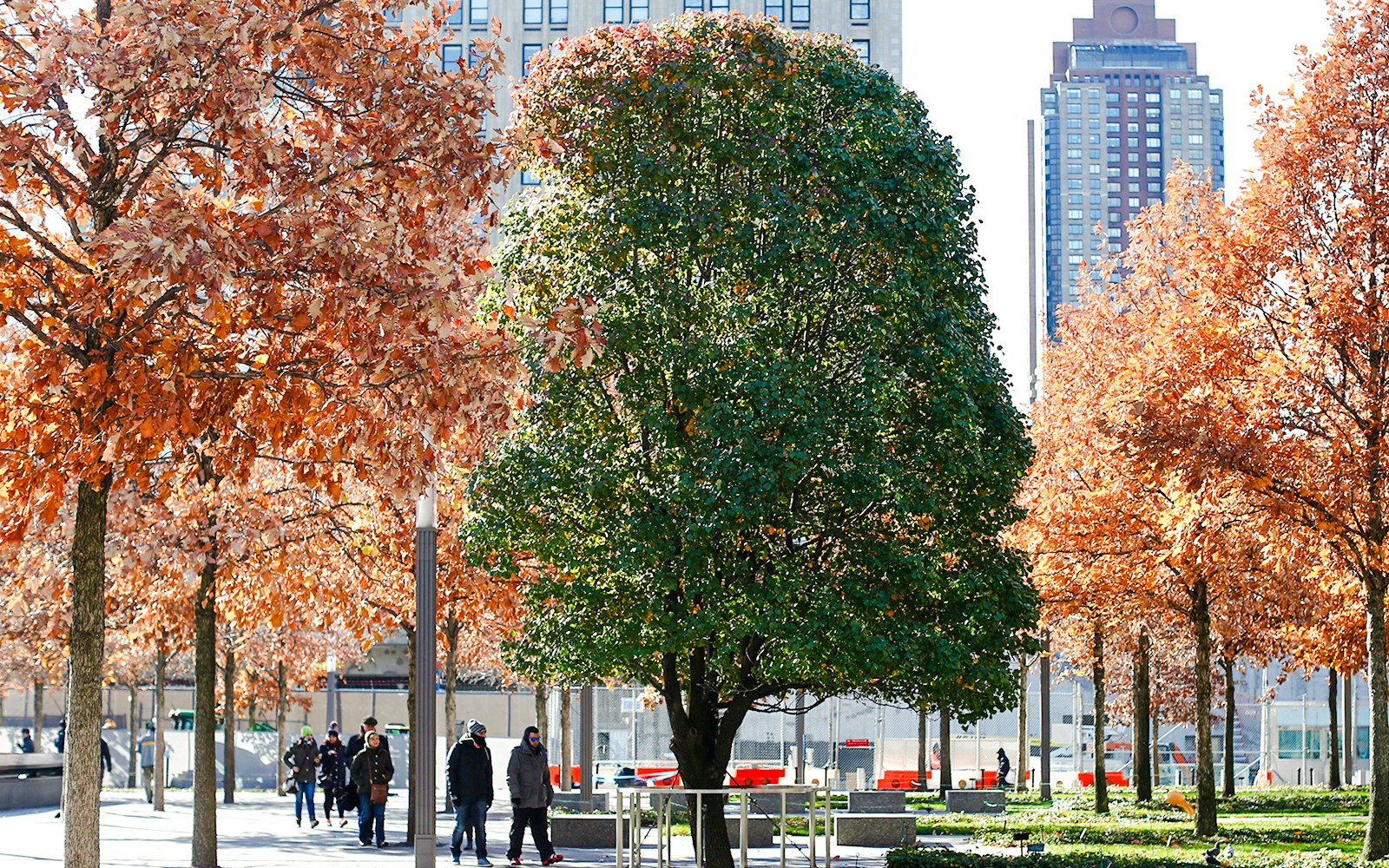 Survivor Tree at the 9/11 Memorial in New York City with autumn foliage.