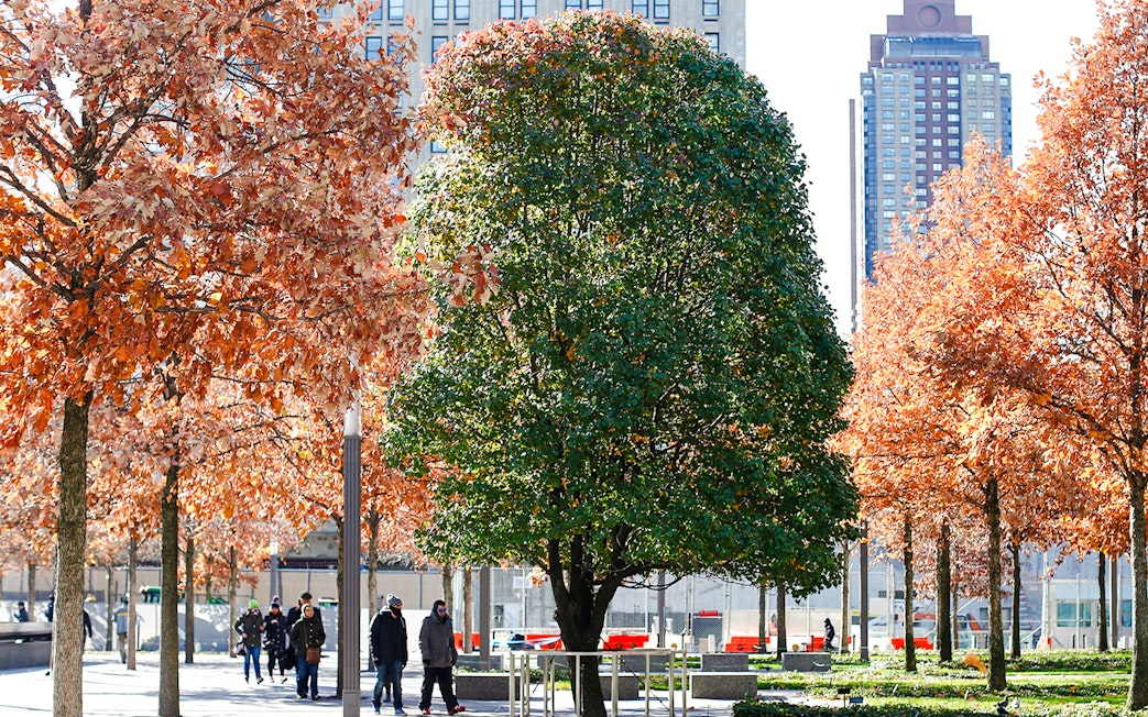Survivor Tree at the 9/11 Memorial in New York City with autumn foliage.