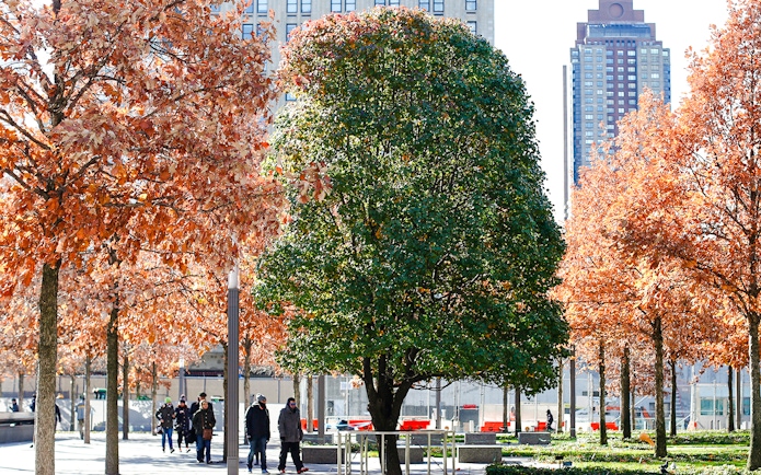 Survivor Tree at the 9/11 Memorial in New York City with autumn foliage.