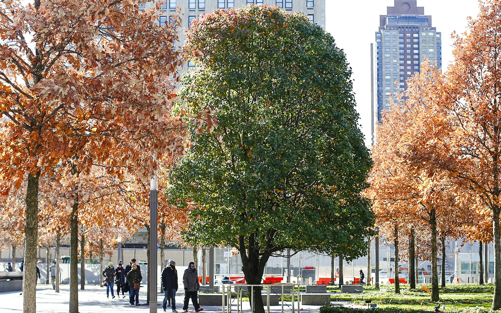 Survivor Tree at the 9/11 Memorial in New York City with autumn foliage.