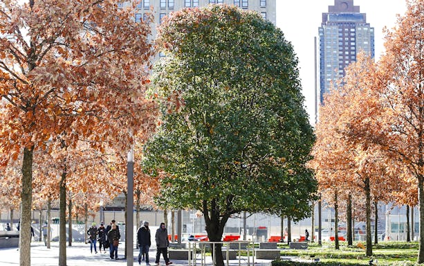 Survivor Tree at the 9/11 Memorial in New York City with autumn foliage.