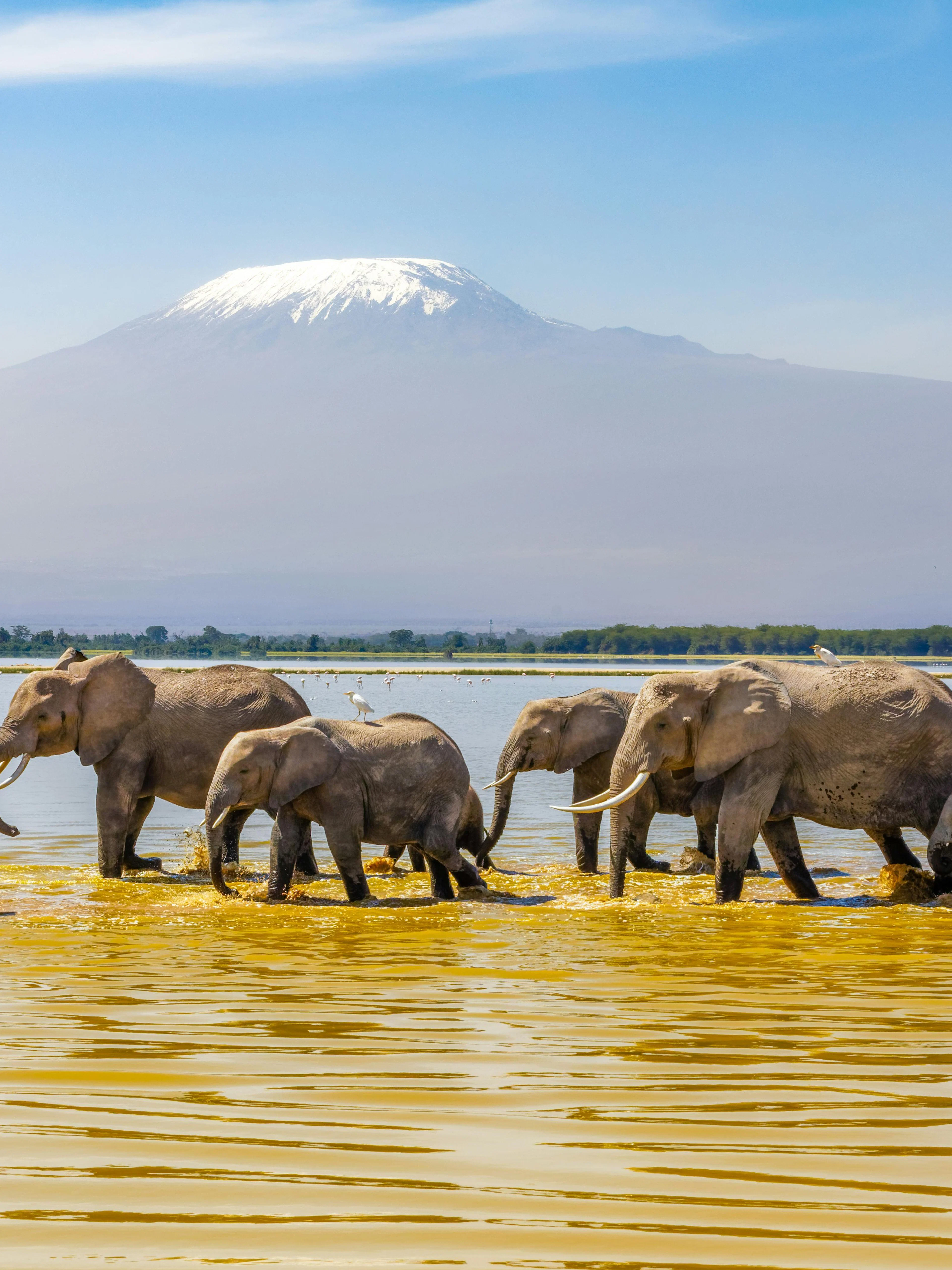 Elephants walking in front of Mount Kilimanjaro, Amboseli National Park, Kenya.