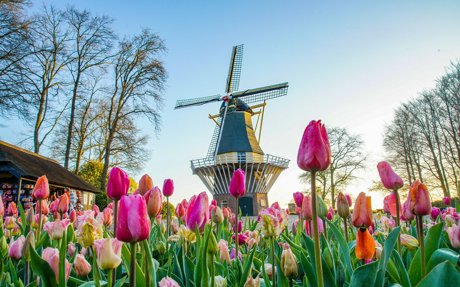 Tulips in bloom with a windmill at Keukenhof Gardens, Netherlands.