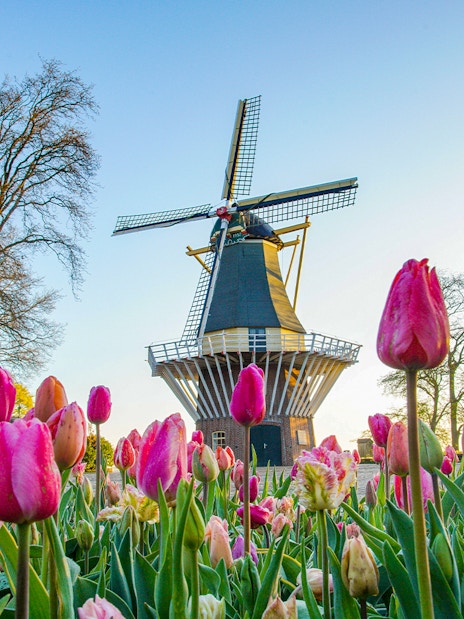 Tulips in bloom with a windmill at Keukenhof Gardens, Netherlands.
