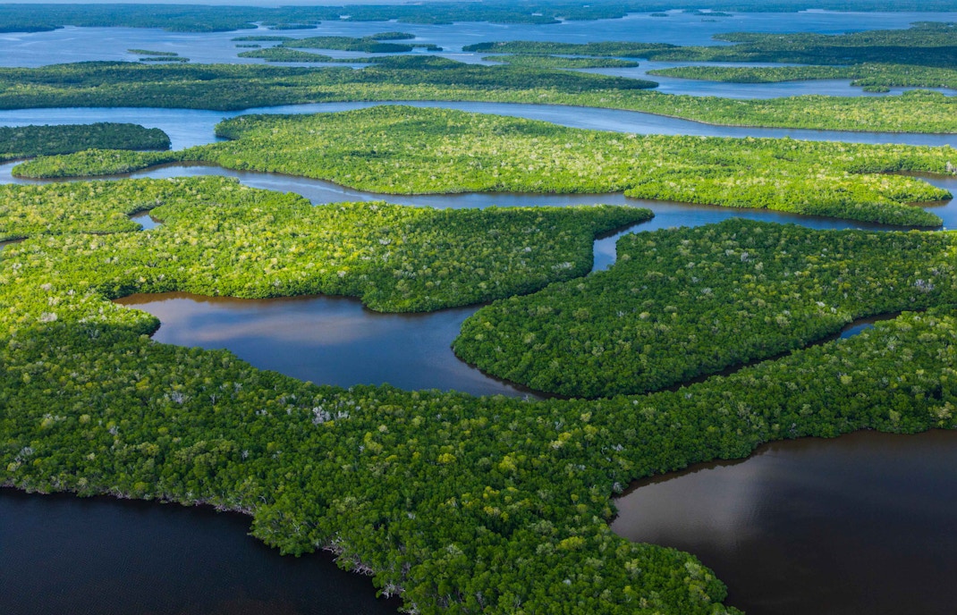 Airboat gliding through Everglades National Park wetlands, showcasing diverse wildlife and lush vegetation.