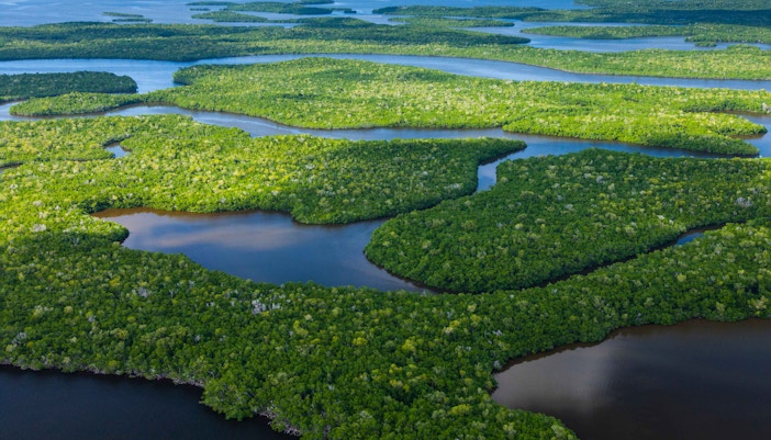 Airboat gliding through Everglades National Park wetlands, showcasing diverse wildlife and lush vegetation.