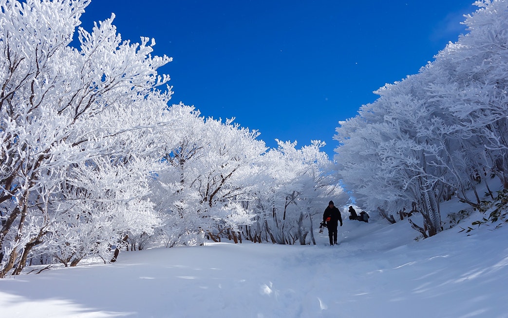 Snow-covered trees and hikers on a winter trail in Japan, accessible with Kintetsu Rail Pass.