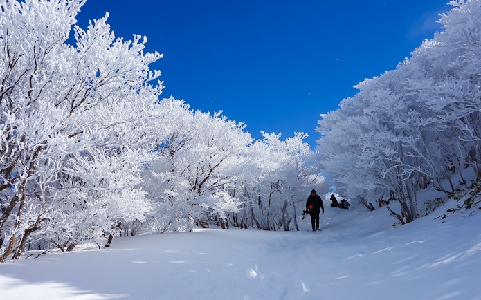 Snow-covered trees and hikers on a winter trail in Japan, accessible with Kintetsu Rail Pass.