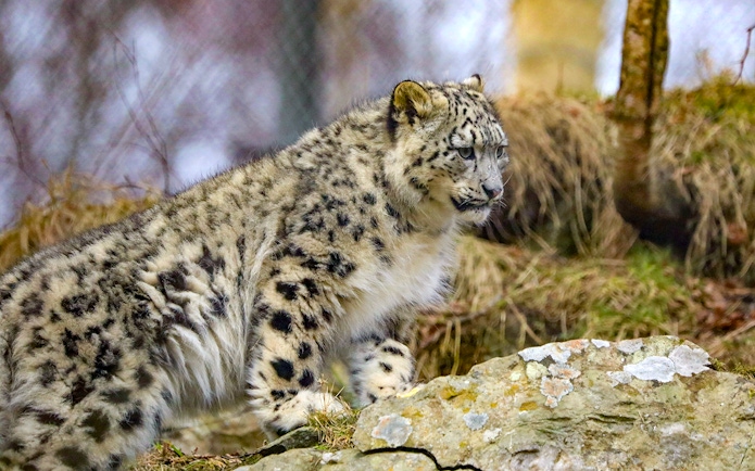 Snow leopard walking on rocky terrain at Highland Wildlife Park.