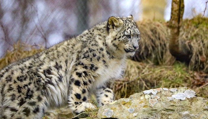 Snow leopard walking on rocky terrain at Highland Wildlife Park.