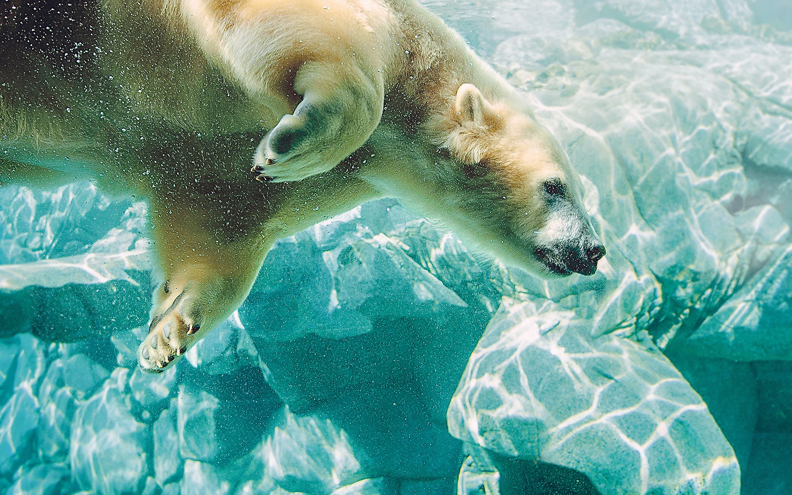 Polar bear at Sea World, Gold Coast