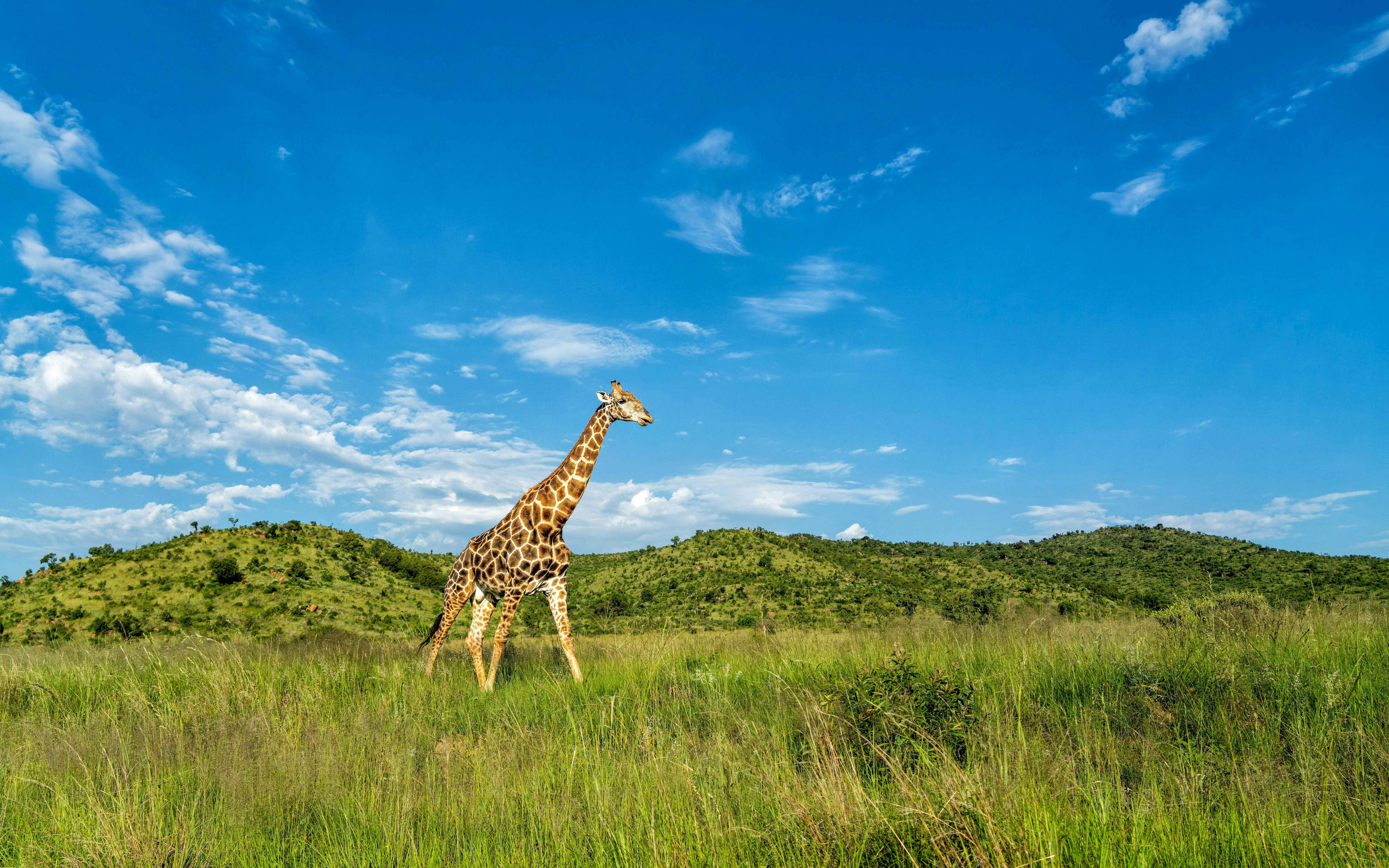 Giraffe walking in green grass with mountains in Pilanesberg National Park, South Africa.