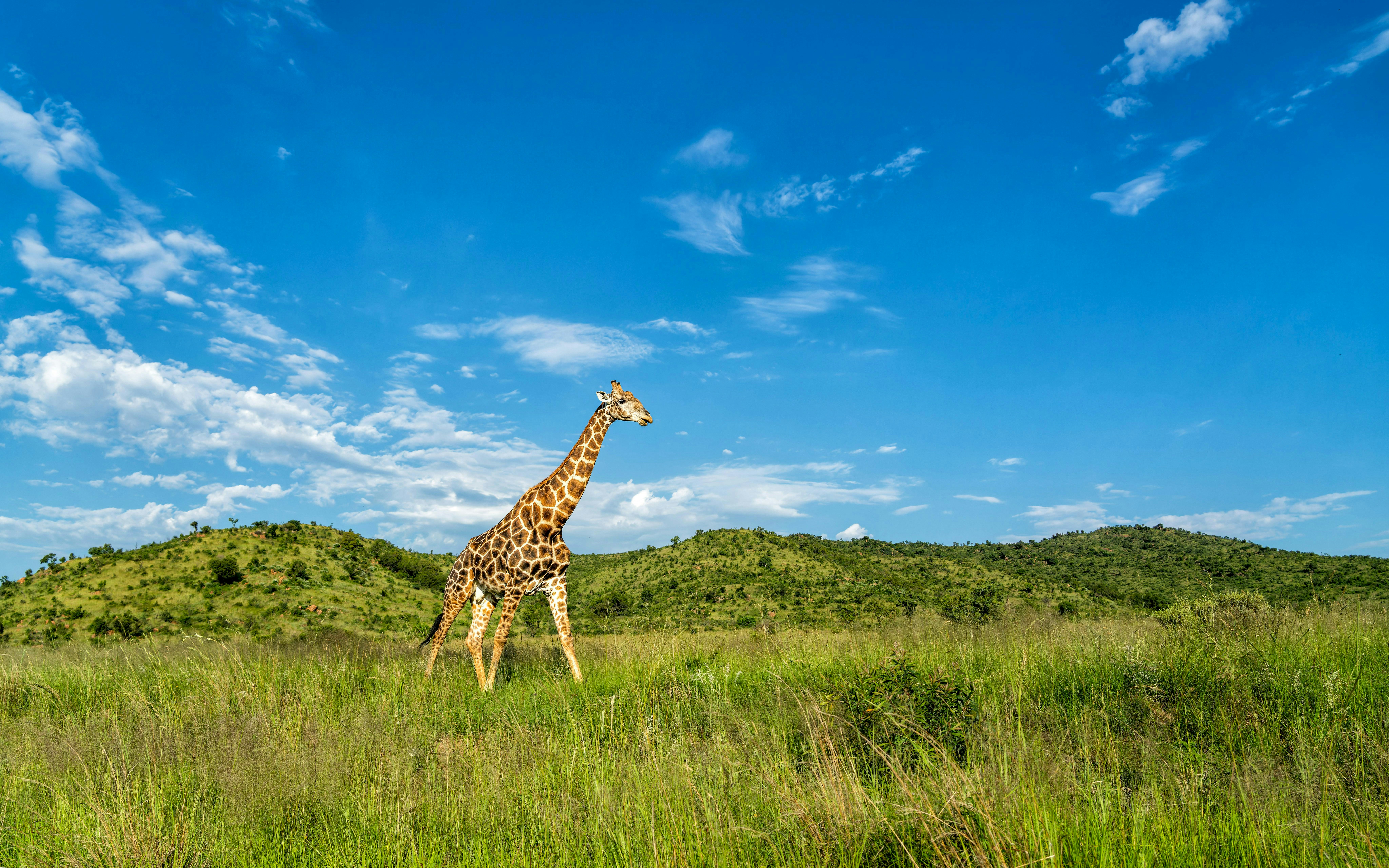 Giraffe walking in green grass with mountains in Pilanesberg National Park, South Africa.
