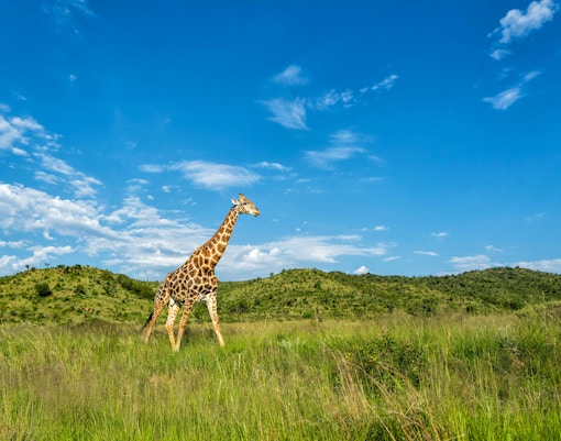 Giraffe walking in green grass with mountains in Pilanesberg National Park, South Africa.