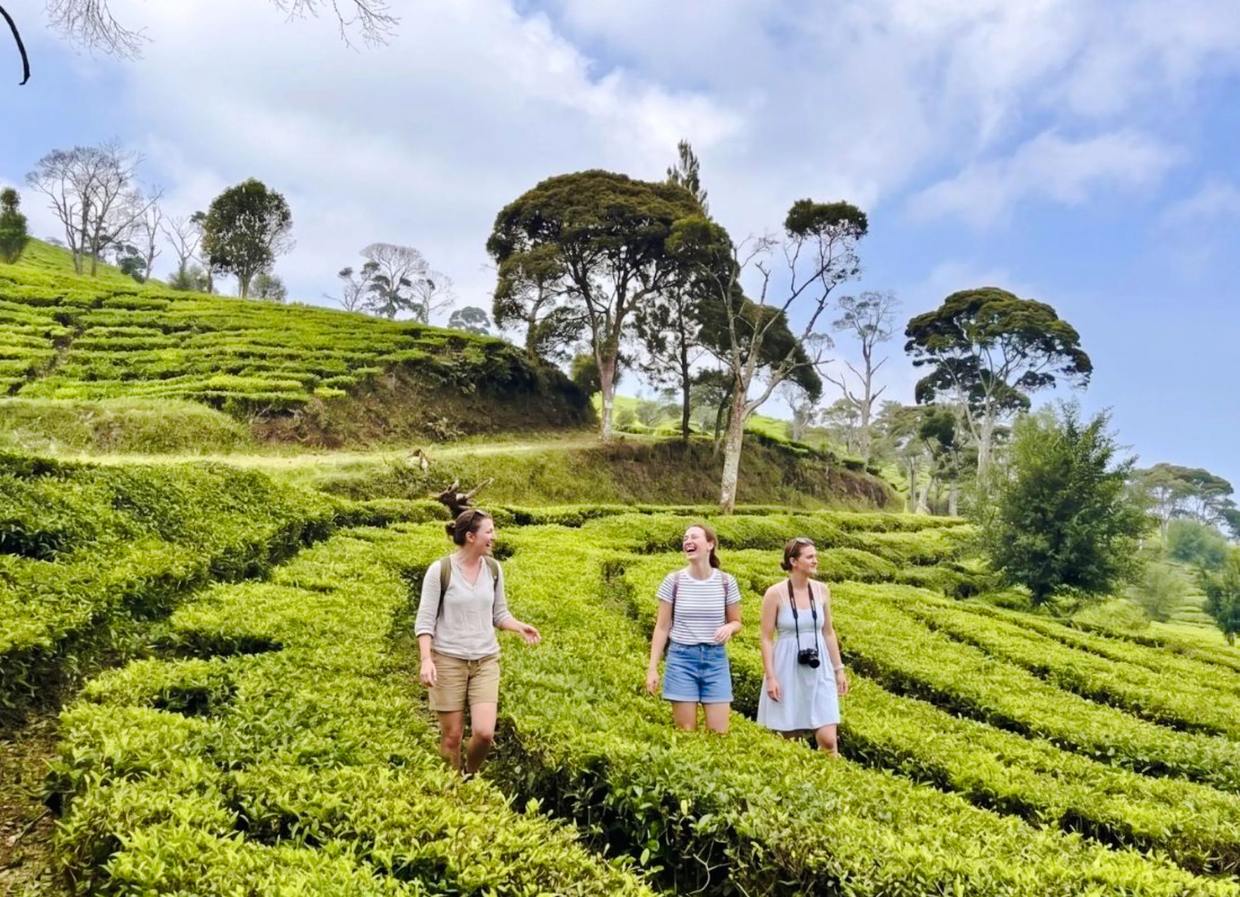 Tourists walking through lush tea plantations near Bandung, Indonesia.