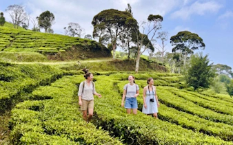 Tourists walking through lush tea plantations near Bandung, Indonesia.